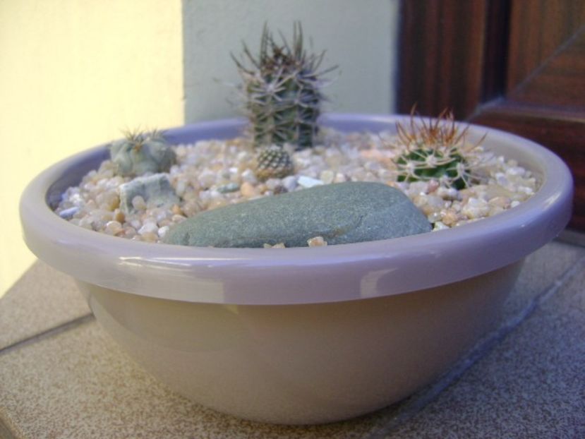 Grup de 4 Pyrrhocactus (Eriosyce) - Cactusi 2019