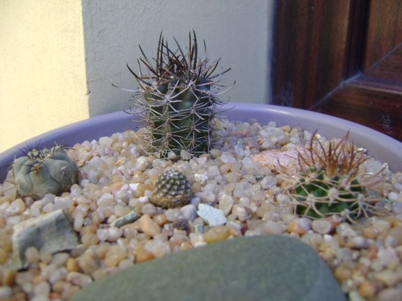 Grup de 4 Pyrrhocactus (Eriosyce) - Cactusi 2019