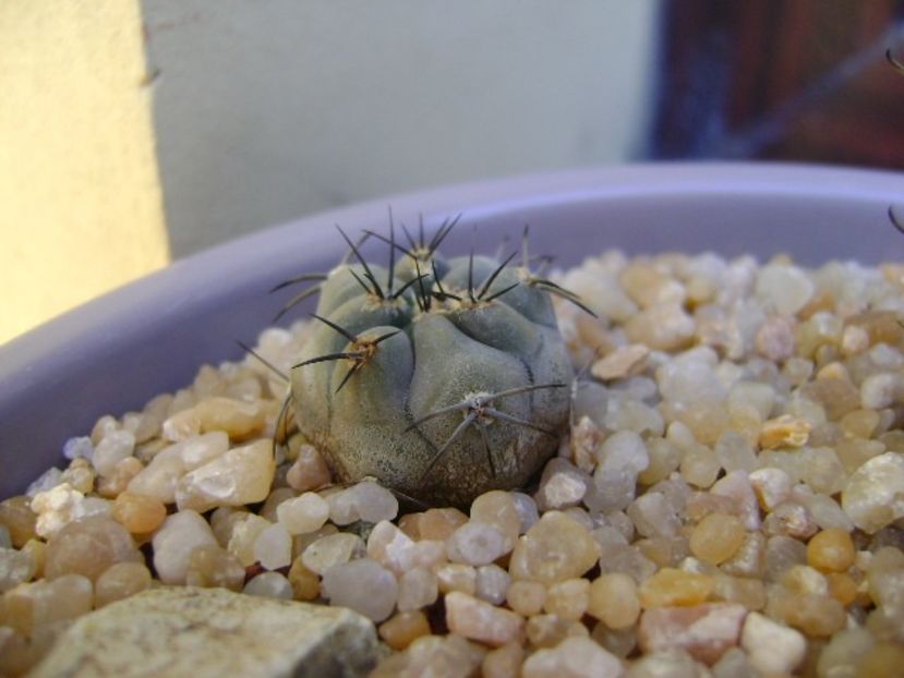 Pyrrhocactus villicumensis (Eriosyce), Sierra Villicum, Arg - Cactusi 2019