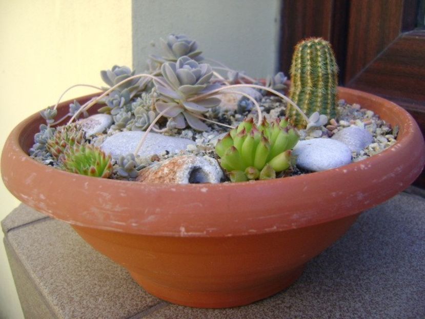 Minirocarie - Cactusi 2019