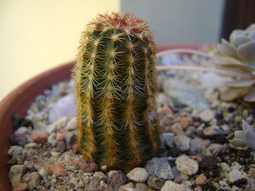 Echinocereus viridiflorus - Cactusi 2019