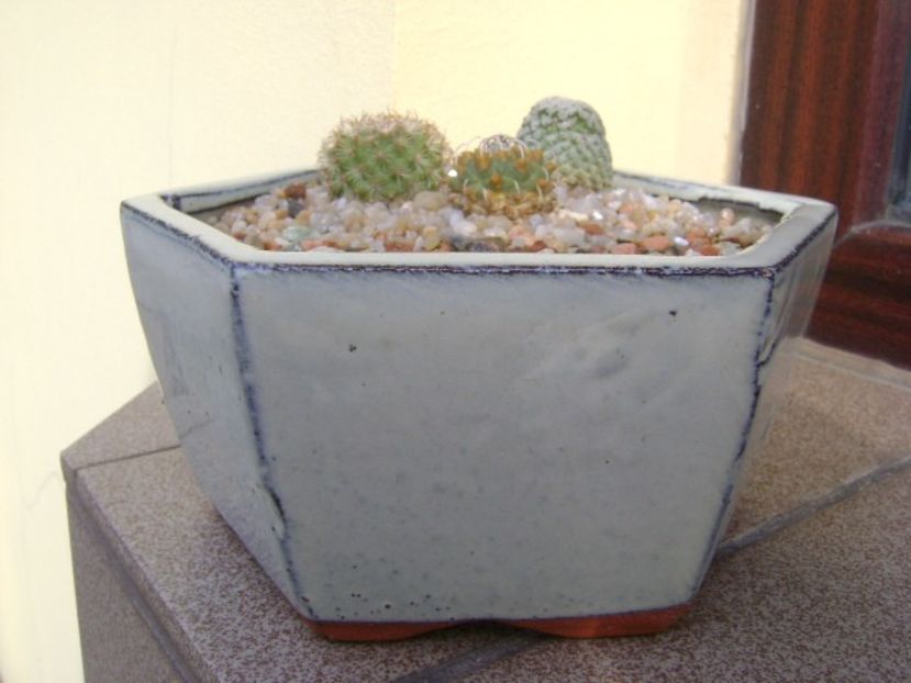 Grup de 3 Turbinicarpus - Cactusi 2019