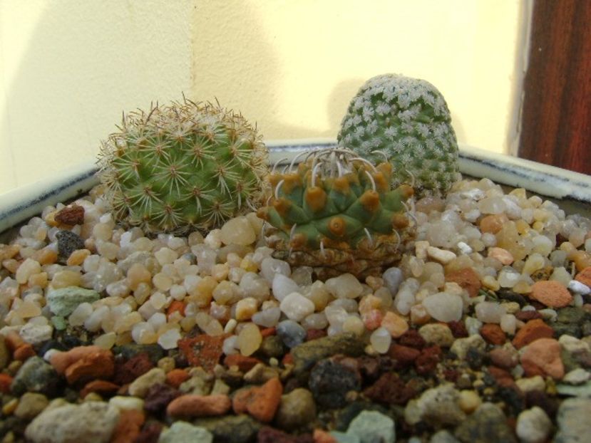 Turbinicarpus alonsoi - Cactusi 2019