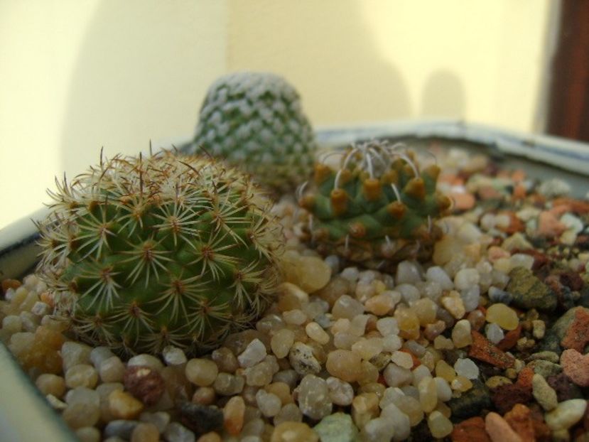 Turbinicarpus ysabelae - Cactusi 2019