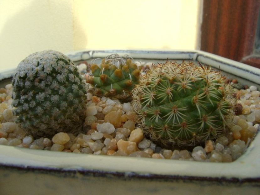 Turbinicarpus valdezianus, MM 96 Tecolotes, Zacatecas - Cactusi 2019