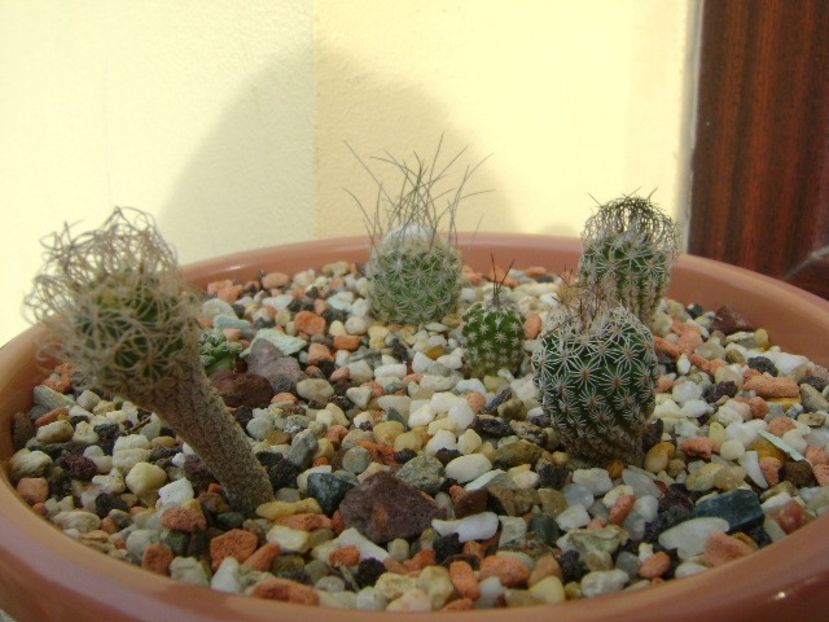 Grup de 6 Turbinicarpus - Cactusi 2019