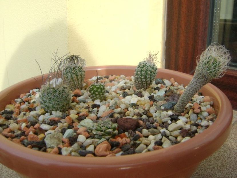 Grup de 6 Turbinicarpus - Cactusi 2019