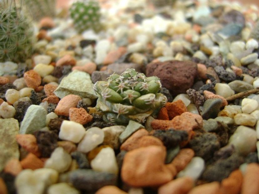 Turbinicarpus alonsoi, Xichu, Guanajuato, Mx - Cactusi 2019