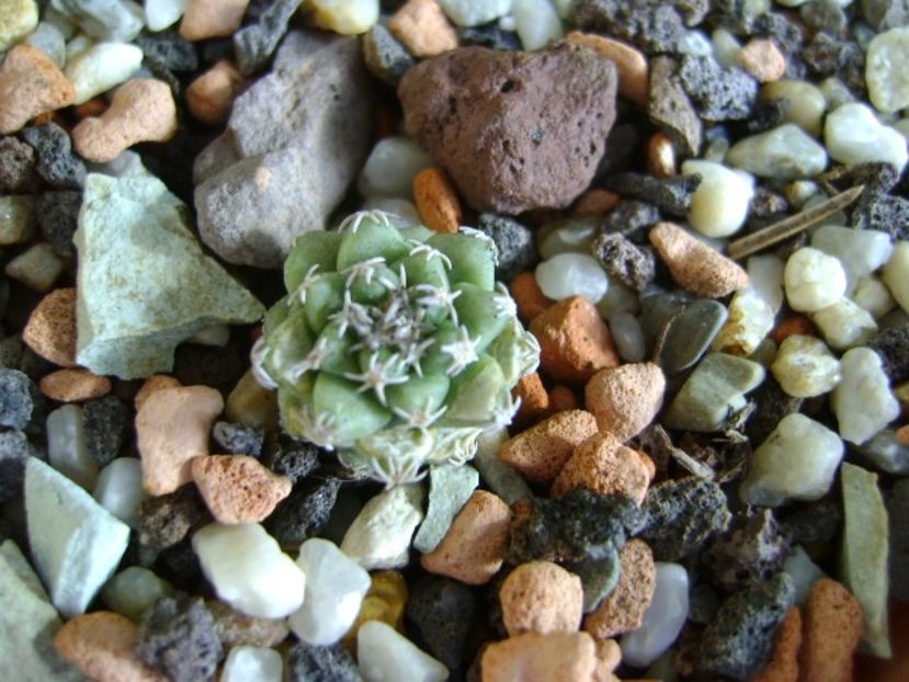 Turbinicarpus alonsoi, Xichu, Guanajuato, Mx - Cactusi 2019