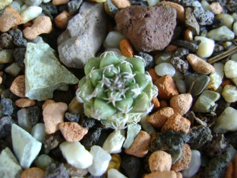 Turbinicarpus alonsoi, Xichu, Guanajuato, Mx - Cactusi 2019
