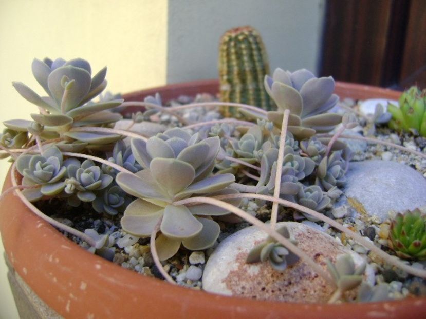 Orostachys iwarenge (Chinese dunce cap) - Suculente 2019