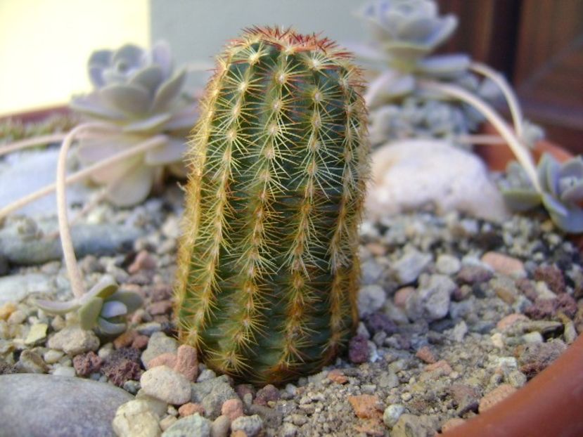 Echinocereus viridiflorus - Suculente 2019