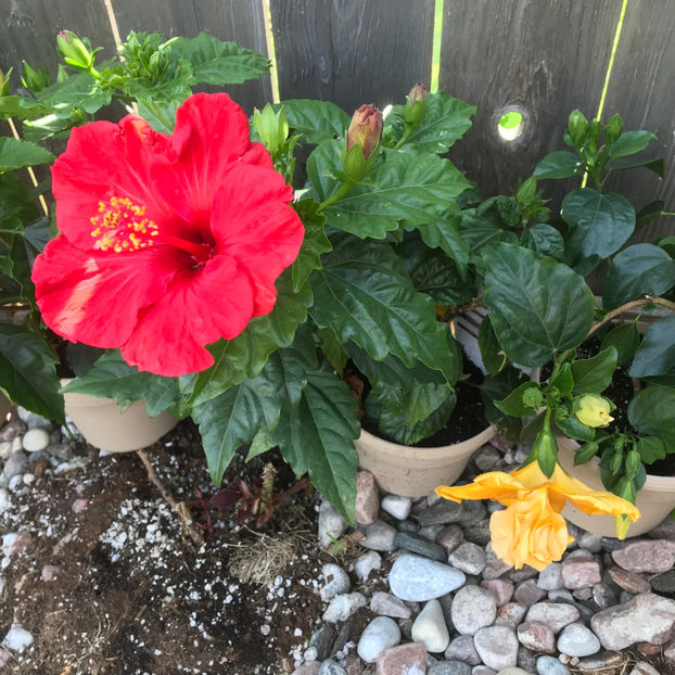  - Jurnalul gradinii 2019