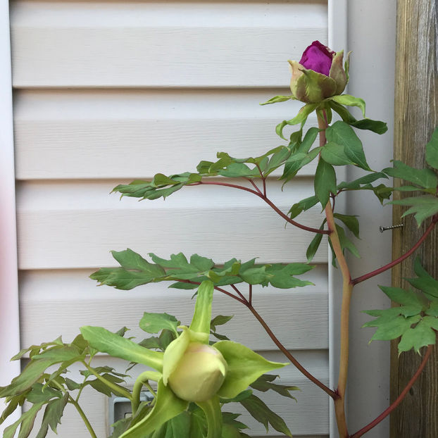  - Jurnalul gradinii 2019