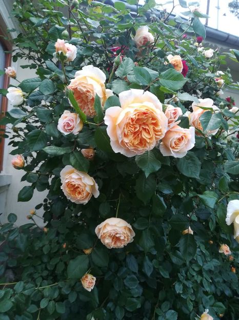  - crown princess margareta