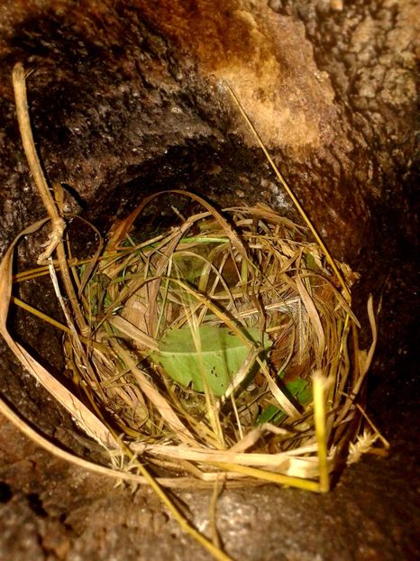 PRREGATIRI PT.SERIA 2 :) - AAAAAA_CUIB GRAURI 2018_2019_2020_2022_2023