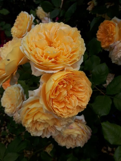  - Crown Princess Margareta