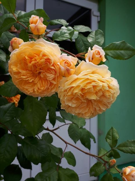  - Crown Princess Margareta