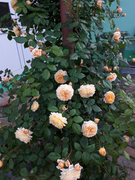  - Crown Princess Margareta