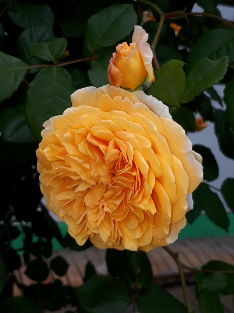  - Crown Princess Margareta