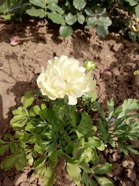 2019-28.05 - gradina 2019