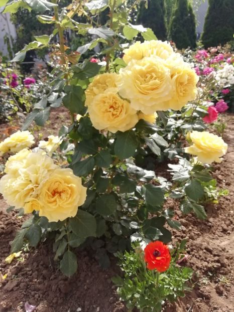 2019-28.05 - gradina 2019