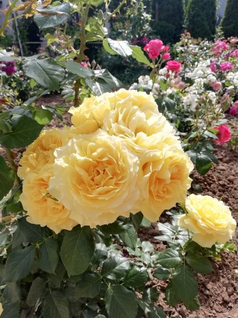 2019-28.05 - China girl