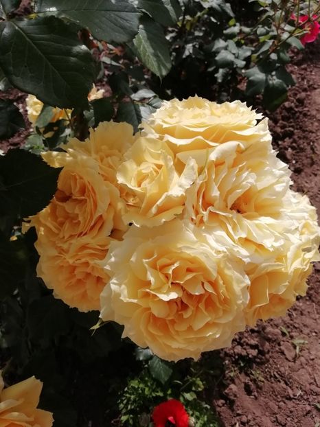 2019-28.05 - China girl