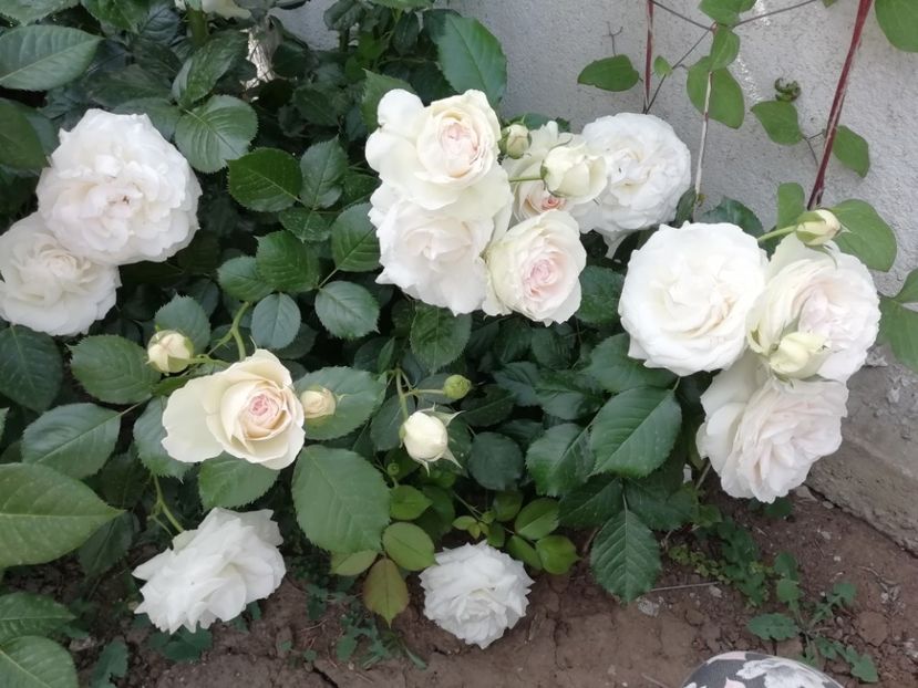 2019-28.05 - Palais royal