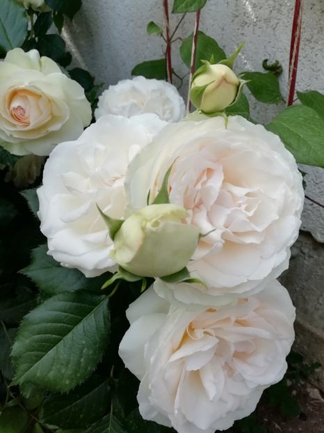 2019-28.05 - Palais royal