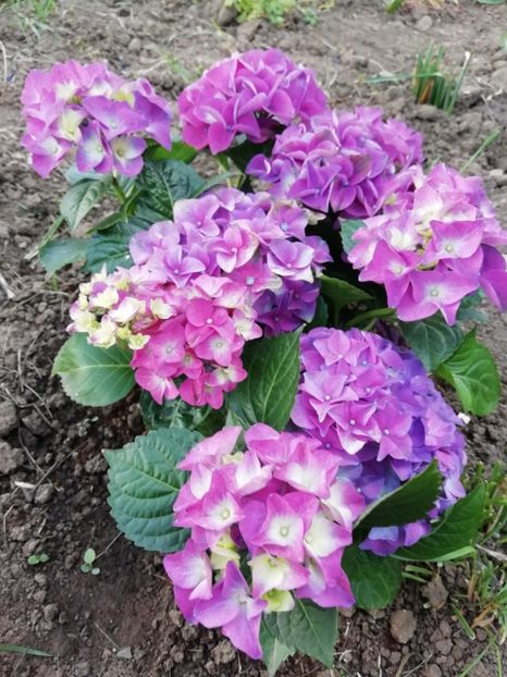 2019-28.05 - Hortensii