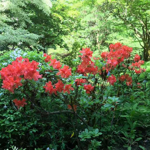  - The Butchart Gardens