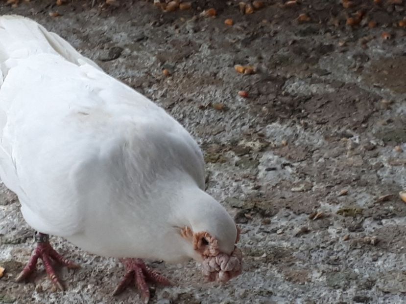  - I _ carunculați 2019