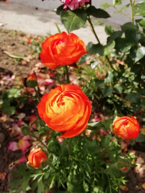 2019-28.05 - gradina 2019