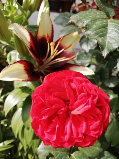 2019-28.05 - gradina 2019
