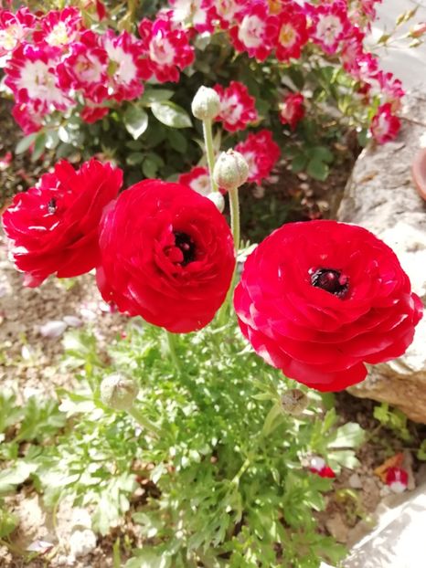 2019-28.05 - gradina 2019