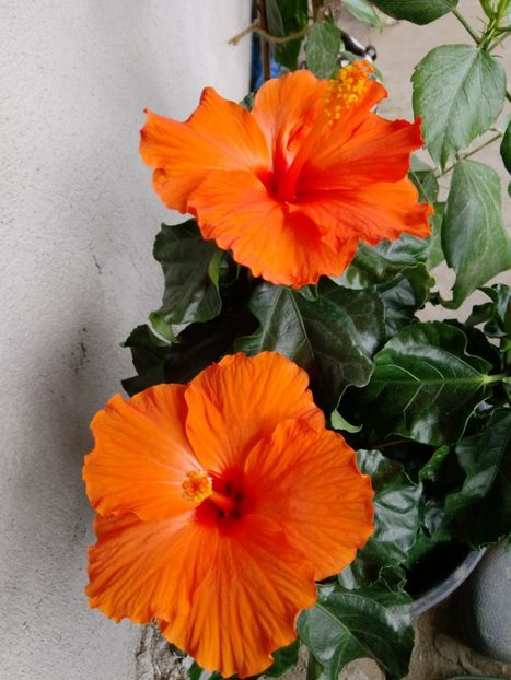 28 mai...... pierdut.....((( - Hibi 2019