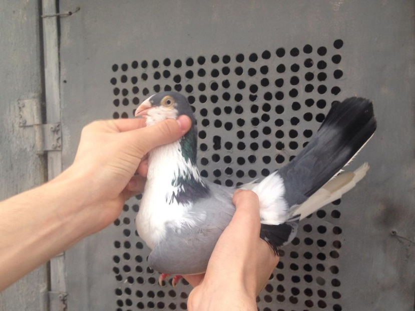 Mascul 2018 - Galateni pe vanat 2019