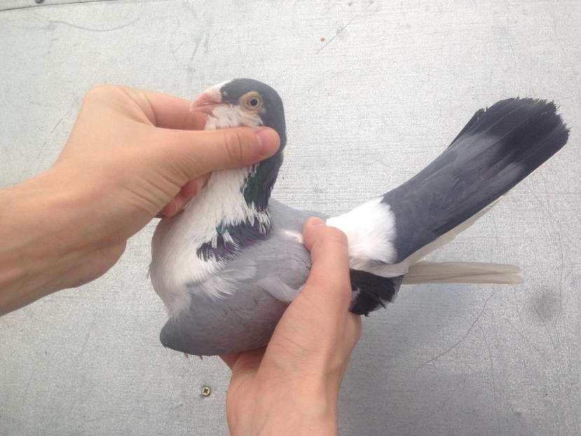 Acelasi mascul 2018 - Galateni pe vanat 2019