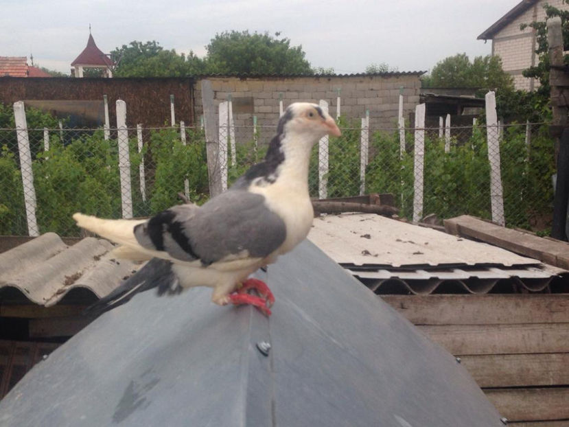 Mascul 2017 - Galateni pe vanat 2019