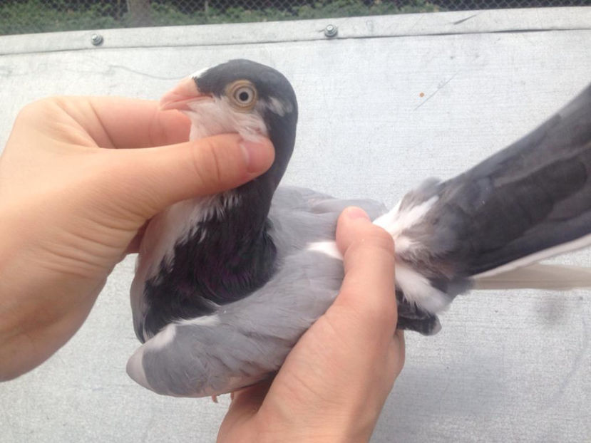 Mascul 2019 - Galateni pe vanat 2019