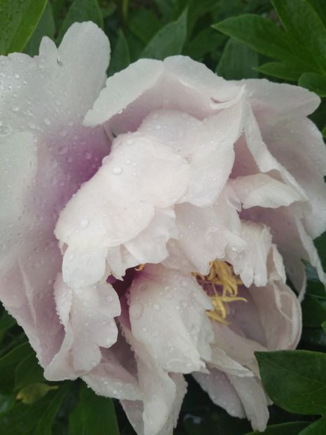 cora louise - Bujori 2019