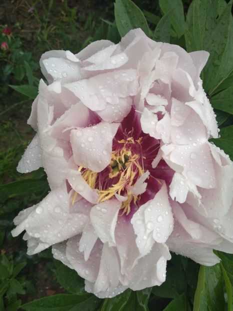 cora louise - Bujori 2019