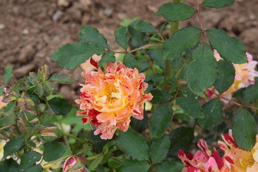  - TRANDAFIRI PRIMAVARA 2019 III