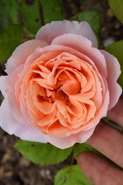  - TRANDAFIRI PRIMAVARA 2019 III