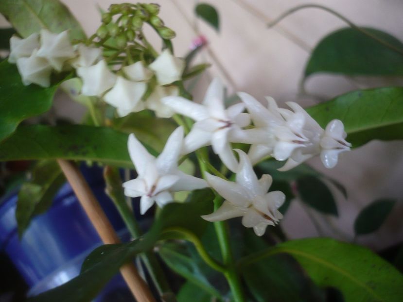 28.05.2019 - HOYA 2019