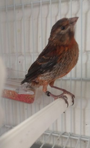  - 00 Canari de culoare