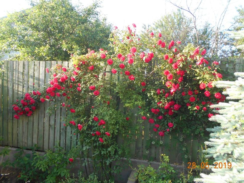  - 2Trandafiri 2019