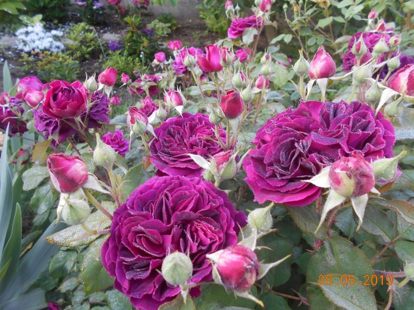  - 2Trandafiri 2019