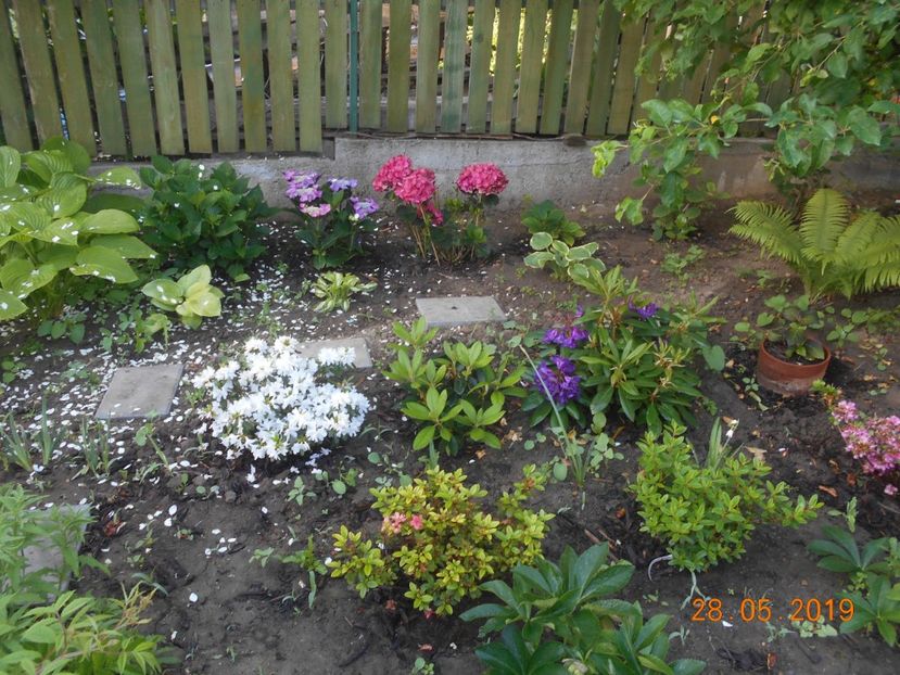  - 2Azalee-rhododendroni-hortensii-hoste 2019